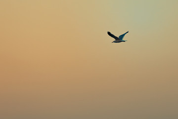 Fototapeta na wymiar Bird high in the sky before sunset