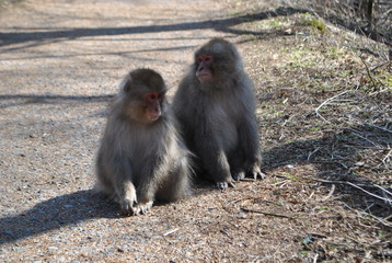 japanese macaque