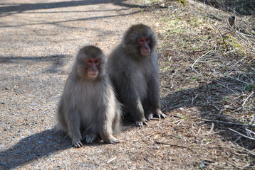 japanese macaque