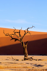 Fototapeta na wymiar Dead Vlei landscape in Sossusvlei, Namibia Africa