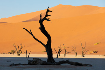 Dead acacia in Dead Vlei, Sossusvlei Namibia Africa