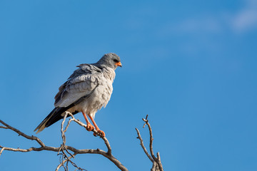 Pale chanting goshawk bird in Etosha, Namibia Africa wildlife