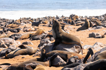 brown seal colony in Cape Cross, Africa, Namibia wildlife