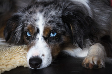 Mili the Miniature Australian Shepherds, blue eyes, relaxing at home