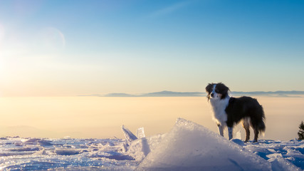 Nala the Miniature Australian Shepherd, Winter Time