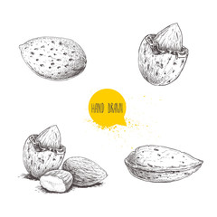 Hand drawn sketch style almond set. Single, group  seeds and almond in nutshell. Organic food vector illustrations collection isolated on white background.