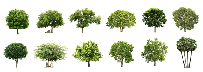 Fotobehang Collection of beautiful Isolated trees on white background. © Thongchai