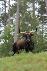 vache aurochs dans une forêt