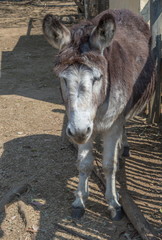 A small brown donkey stands sleeping in a dusty paddock image with copy space in portrait format