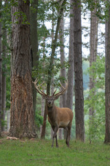 cerf élaphe