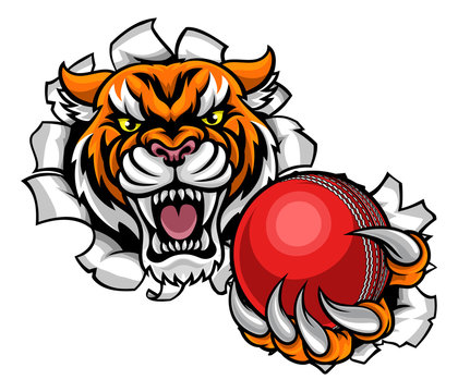 Tiger Holding Cricket Ball Breaking Background