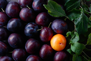 Ripe juicy plums with leaves as background.