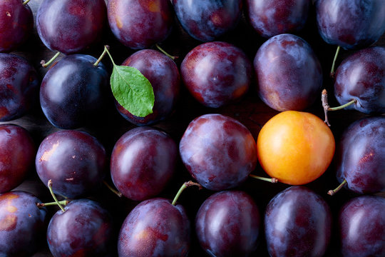 Ripe juicy plums as background.