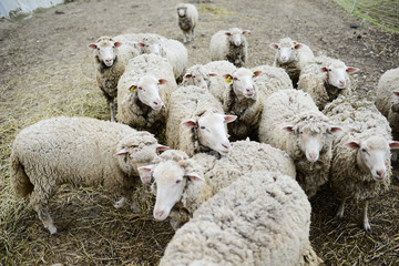 herd of sheep in a agriculture small livestock husbandry farm