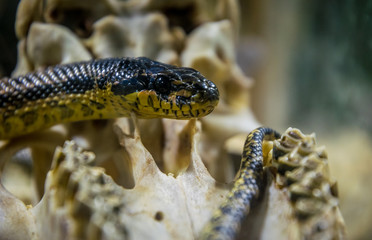 Deadly American Kingsnake and old skull and dry bones