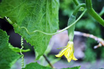 Cucumber plant growing, leaves, yellow flower with vegetable on soft green leaves background