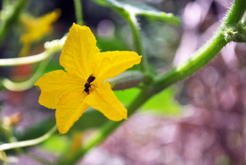 Cucumber flower with small wild bee pollinating it, close up detail, soft blurry green leaves and stem background