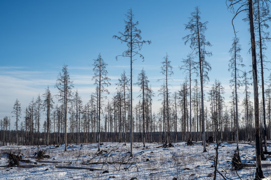 Remaining dead trees after a forest fire