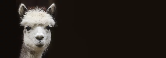 Deurstickers Close-up weergave van een jonge Alpaca met kopie ruimte voor zwarte achtergrond © Henner Damke