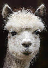 Obraz premium Close up View of a young Alpaca