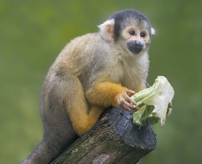 Close up of a Black-capped Squirrel Monkey with food (Saimiri boliviensis)