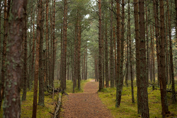 Road in the Pine Forest on the Curonian Spit
