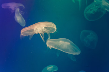 Jellyfish