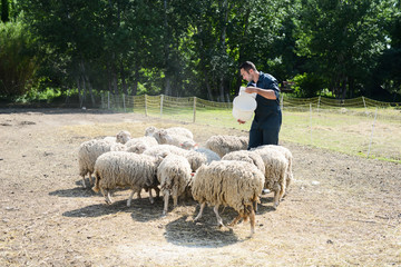 portrait of a handsome young shepherd veterinarian taking care of herd of sheep in small countryside farm