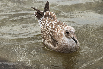 Junge Sturmmöwe schwimmt in der Ostsee