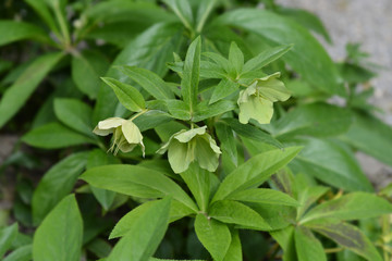 Lenten Rose