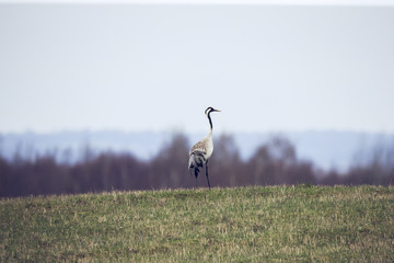 Common crane Grus grus walking near the lake in autumn concept of frustration