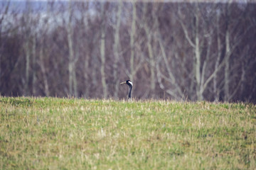 Common crane Grus grus head in front of forest