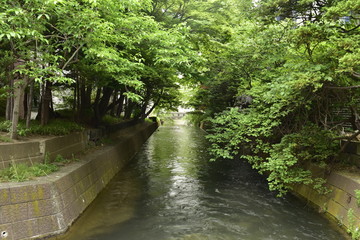 Fototapeta na wymiar 緑のトンネル　水の道