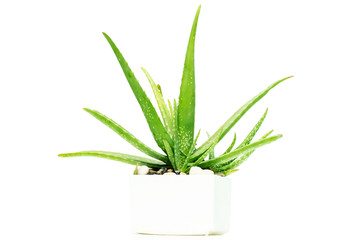 Aloe Vera Is on a white background