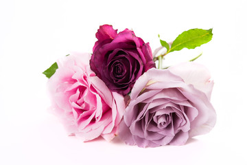 Pink and purple roses isolated on white background