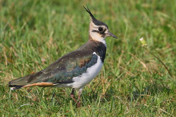 Lapwing standing on the grass close up amongst wild flowers.