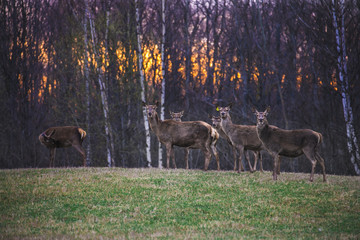 family of deer in the background of the forest at sunset in autumn
