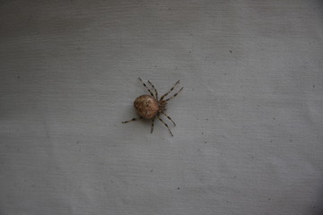 Tick