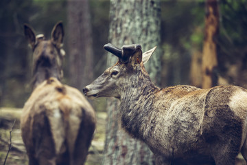 a couple of deer in an autumn forest