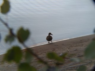 Duck On A Shore