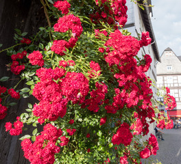 red climbing rose