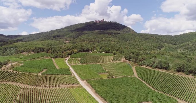 Vineyards in Saint Hippolyte Alsace France