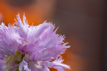 Fototapeta premium Close up on pink flower