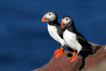 Two puffins on a iceland cliff