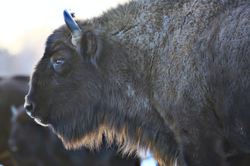 Aurochs bison in nature / winter season, bison in a snowy field, a large bull bufalo
