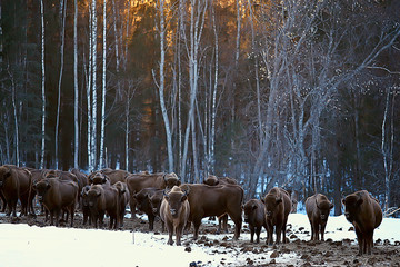 Aurochs bison in nature / winter season, bison in a snowy field, a large bull bufalo