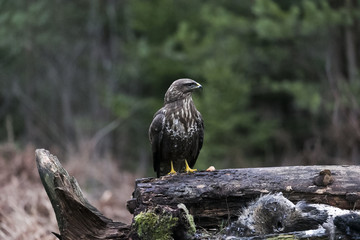 a predator buzzard sits on a fallen tree