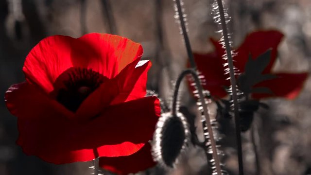 Poppy cultivation.A large red poppy with a white border.A light breeze drives the poppy.The flower is odorless.