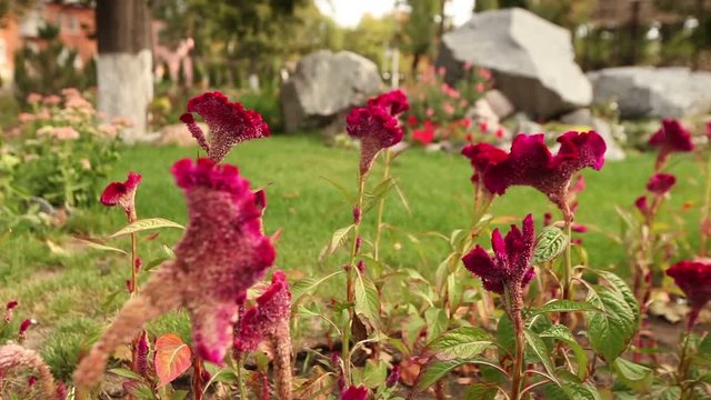 Red flowers in the park on a green gladen, flowers in the garden, beautiful garden