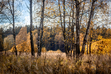 Bright autumn forest, sun glare, a change of seasons, a beautiful landscape